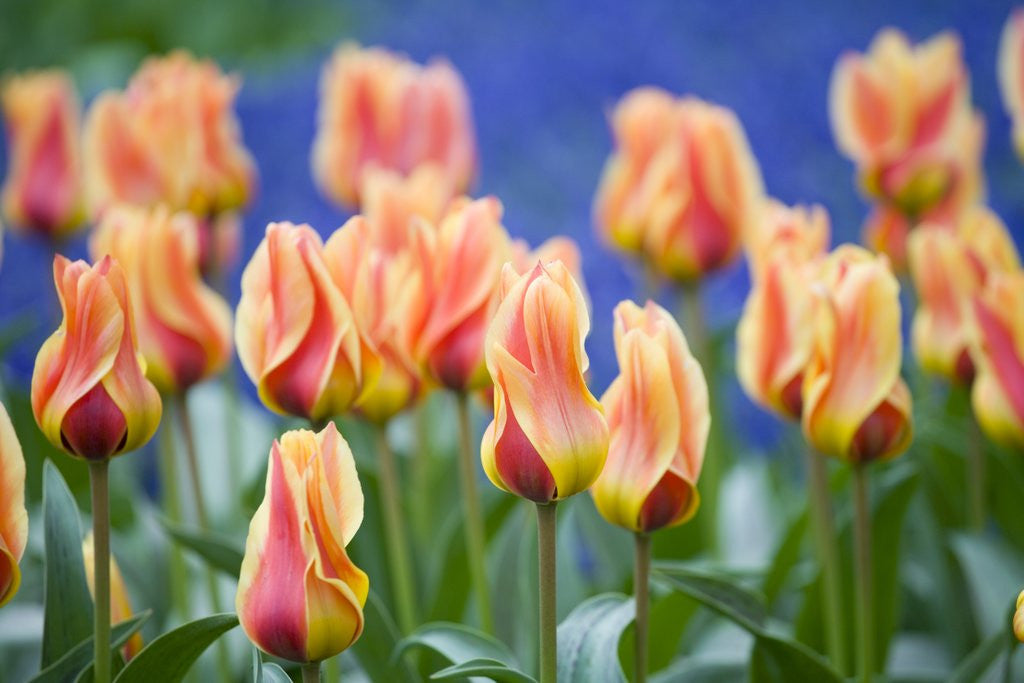 Detail of Tulipa 'Mary Ann' by Anonymous