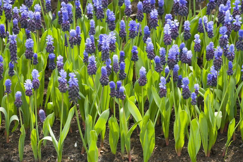 Detail of Grape Hyacinth by Anonymous