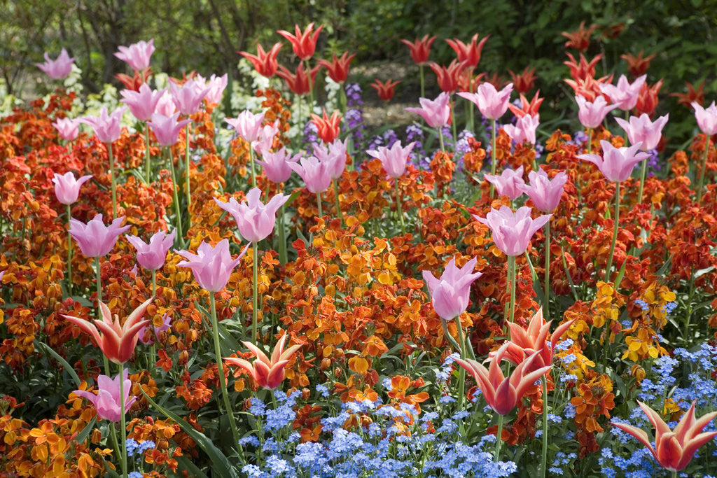 Detail of Colorful Flowers in St. James's Park by Anonymous