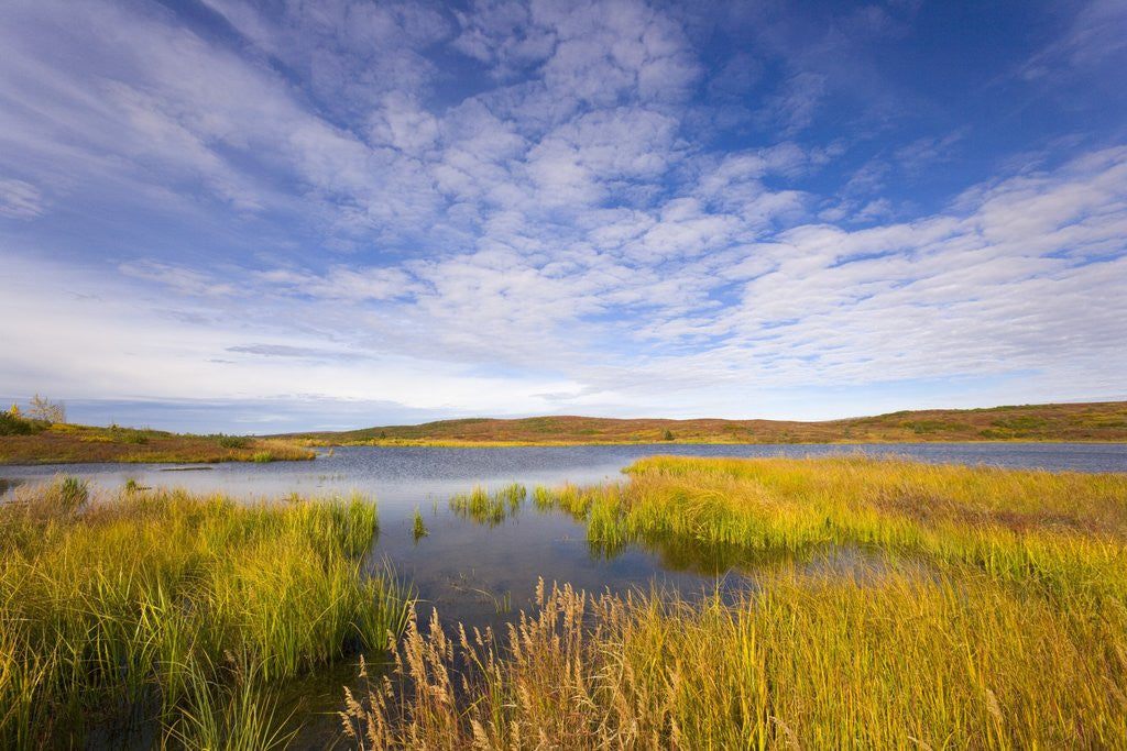 Detail of Tundra Marsh by Anonymous