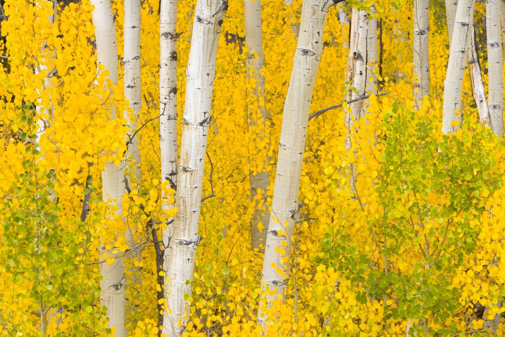 Detail of Trees and Autumn Foliage by Anonymous