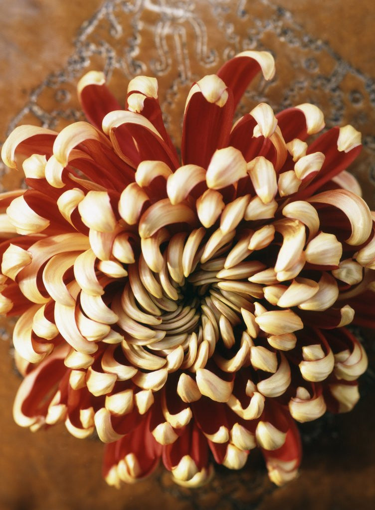 Detail of Chrysanthemum by Corbis