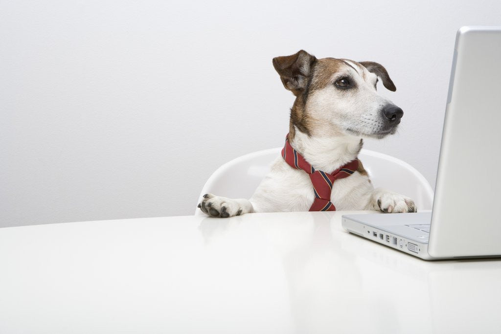 Detail of Dog in Front of Laptop at Desk by Corbis