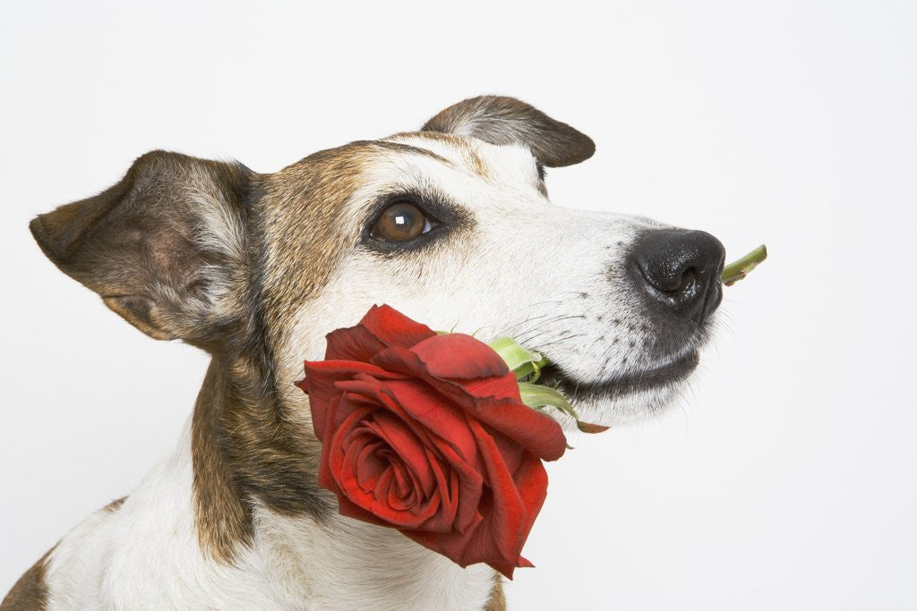 Detail of Dog with Red Rose by Corbis
