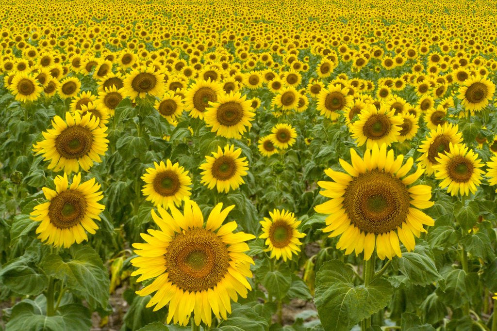 Detail of Field of Sunflowers by Anonymous