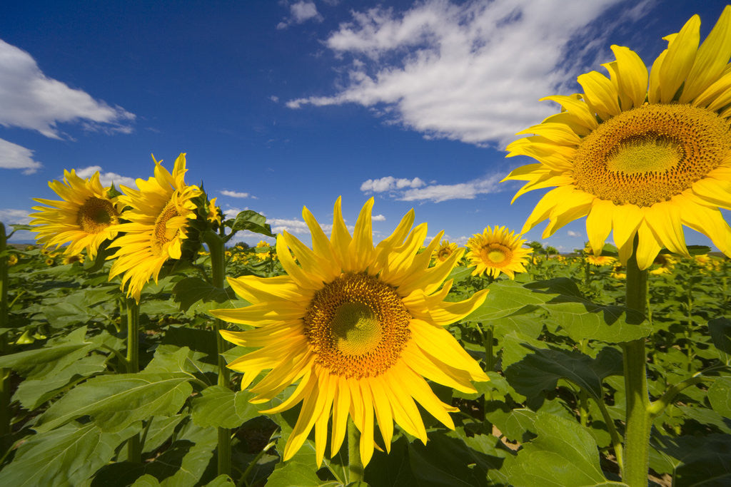 Detail of Field of Sunflowers by Anonymous