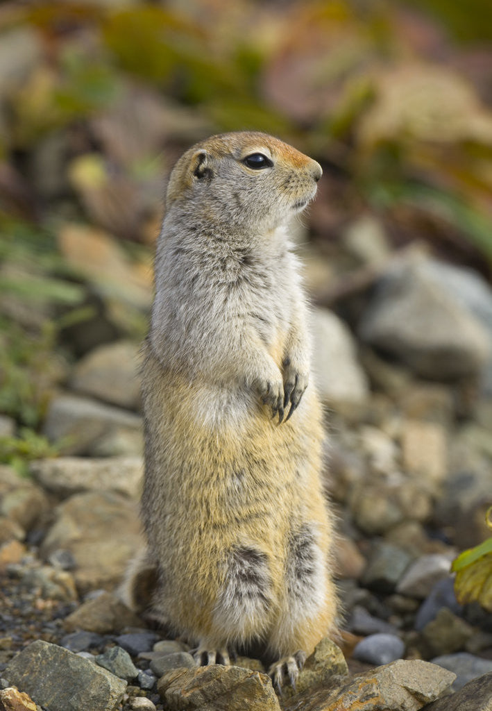 Detail of Black Tailed Prairie Dog by Anonymous