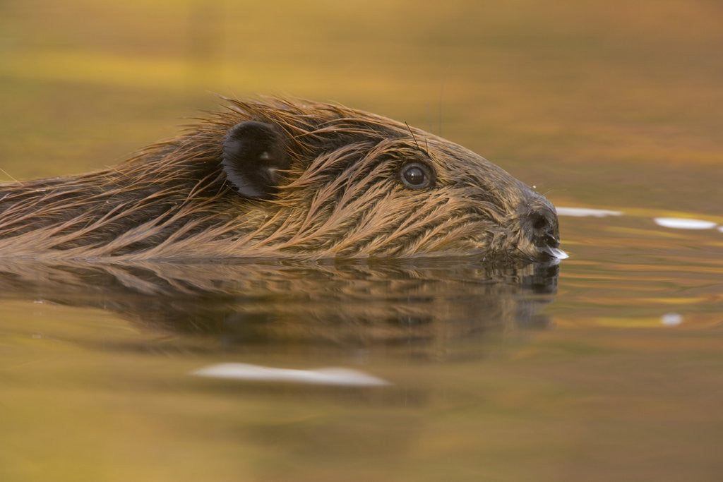 Detail of Beaver in Water by Anonymous