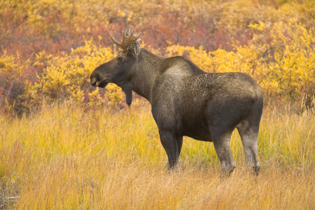 Detail of Young Bull Moose Standing in Tundra by Anonymous