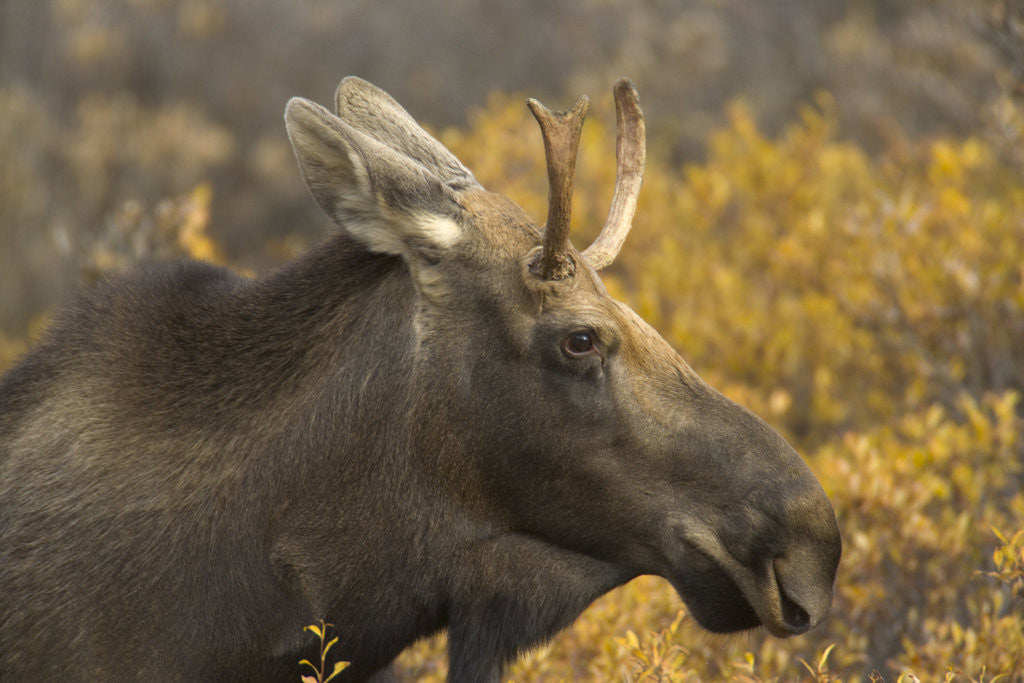 Detail of Moose by Anonymous
