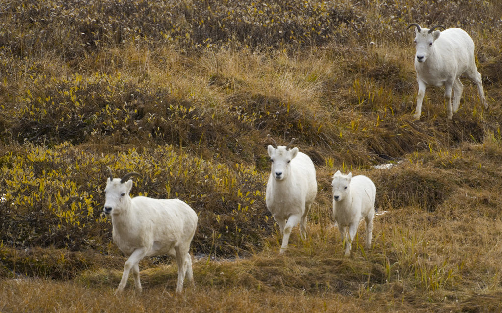 Detail of Family of Dall Sheep in Tundra by Anonymous