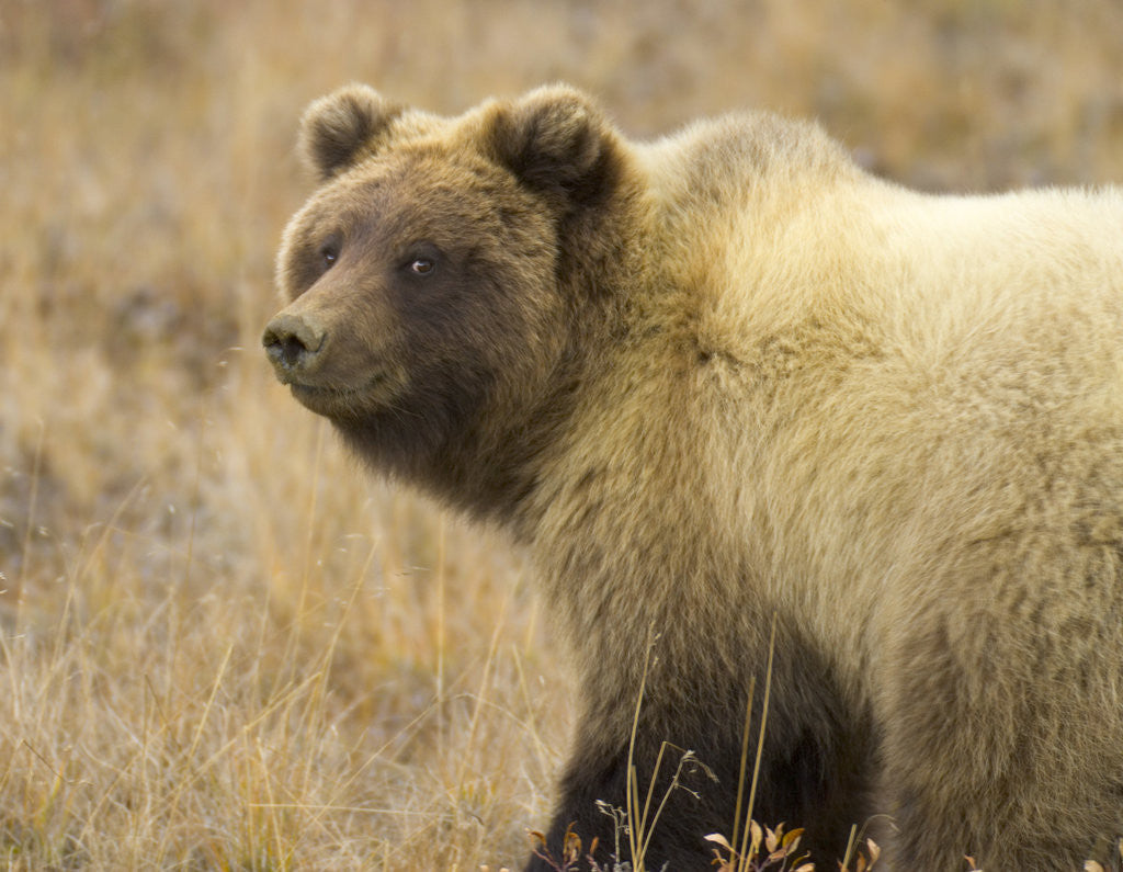 Detail of Grizzly Bear Cub in Tundra by Anonymous