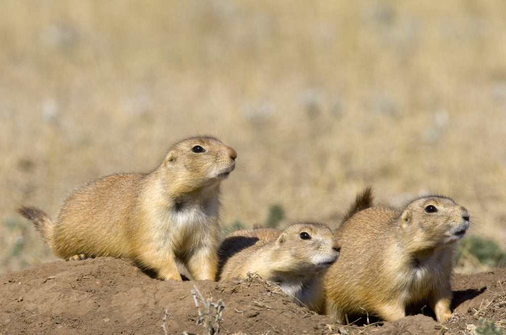 Detail of Black Tailed Prairie Dogs by Anonymous