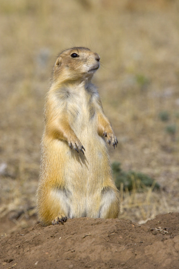 Detail of Black Tailed Prairie Dog by Anonymous