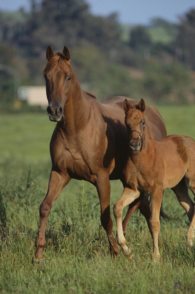Detail of Thoroughbred Horse and Colt by Anonymous