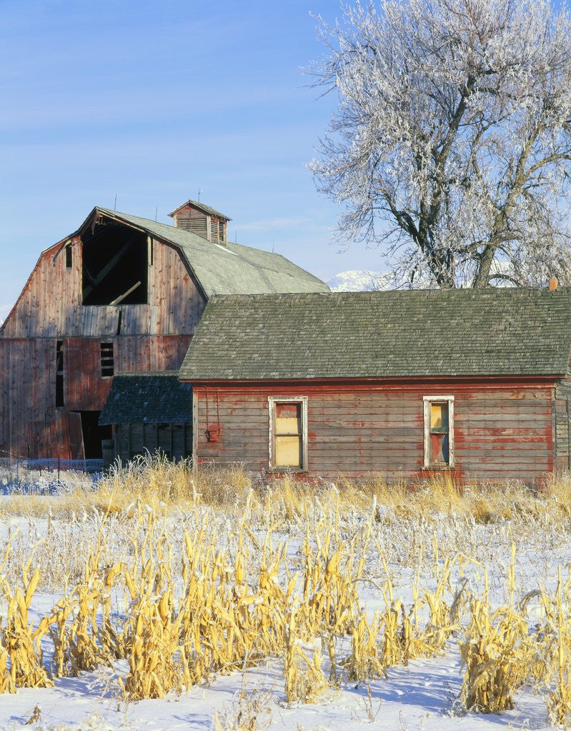 Detail of Barn in Winter by Anonymous