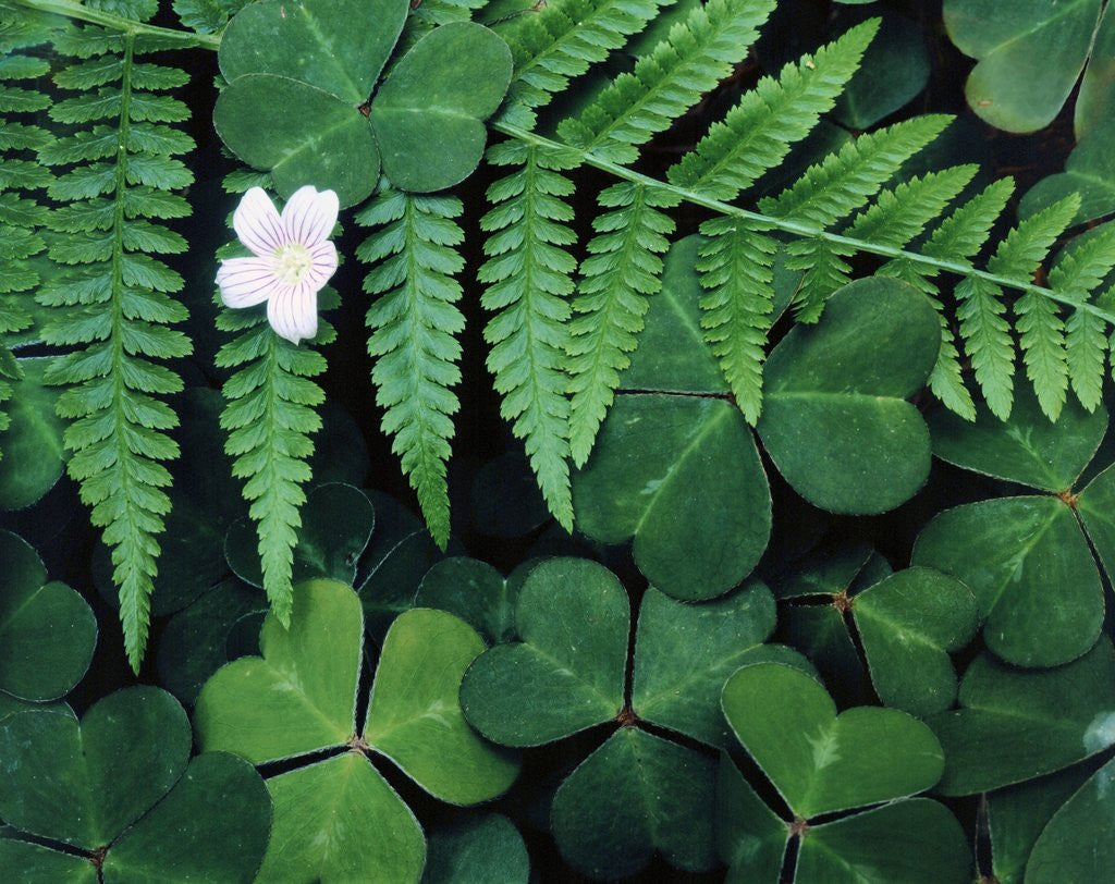 Detail of Redwood Sorrel and Bracken Fern by Anonymous