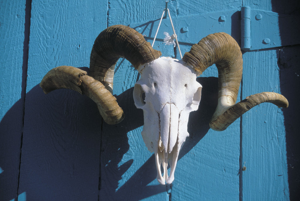 Detail of Ram Skull for Sale by Corbis