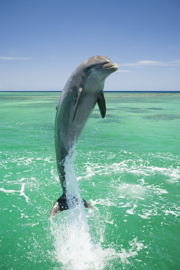 Detail of Jumping Bottlenose Dolphin by Anonymous
