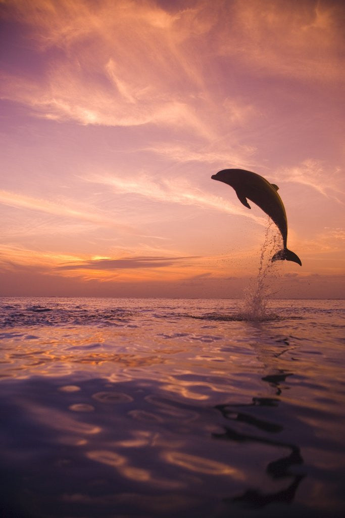 Detail of Jumping Bottlenose Dolphin by Corbis