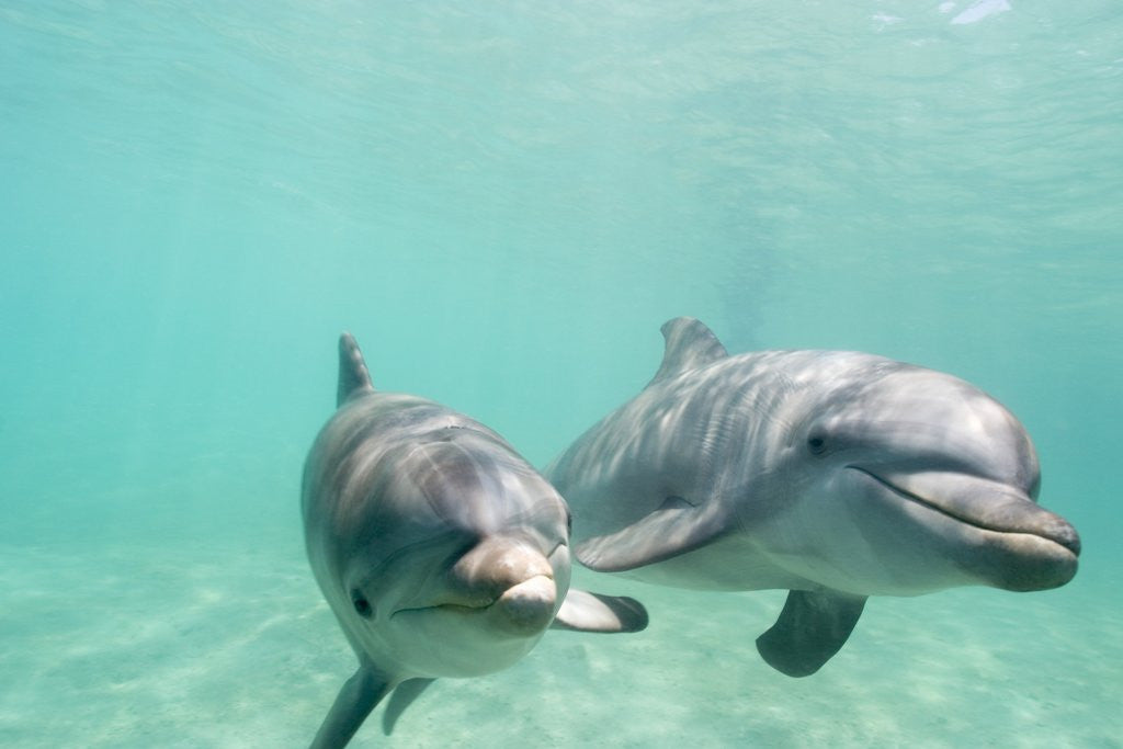 Detail of Bottlenose Dolphins by Anonymous