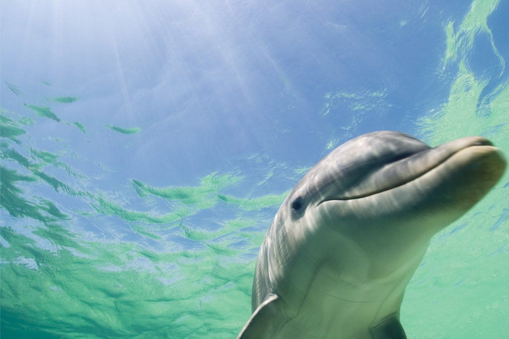 Detail of Bottlenose Dolphin by Corbis