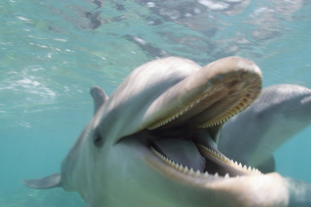 Detail of Bottlenose Dolphin Opening Mouth by Anonymous