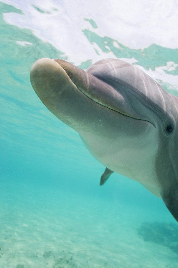 Detail of Bottlenose Dolphin by Corbis