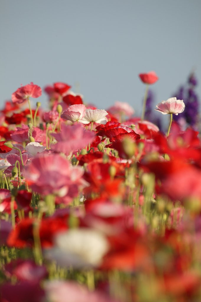 Detail of Shirley Poppies by Anonymous