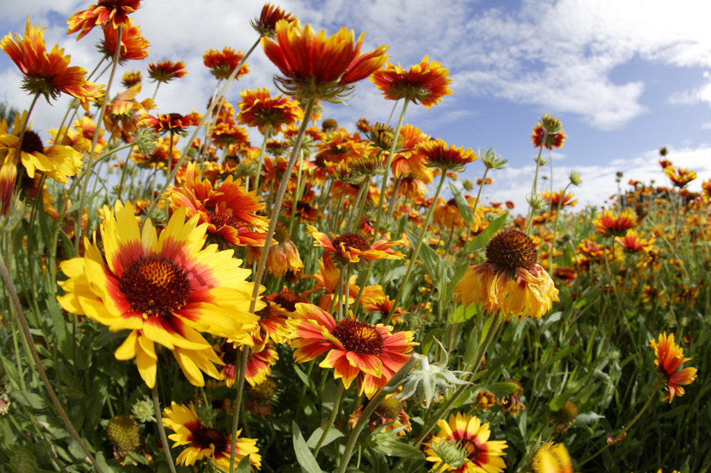 Detail of Blanket Flowers by Anonymous