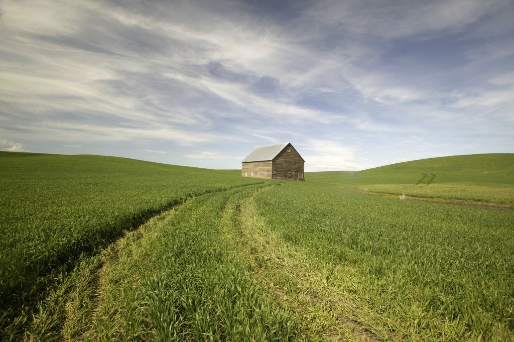Detail of Old Barn in Wheat Field by Anonymous