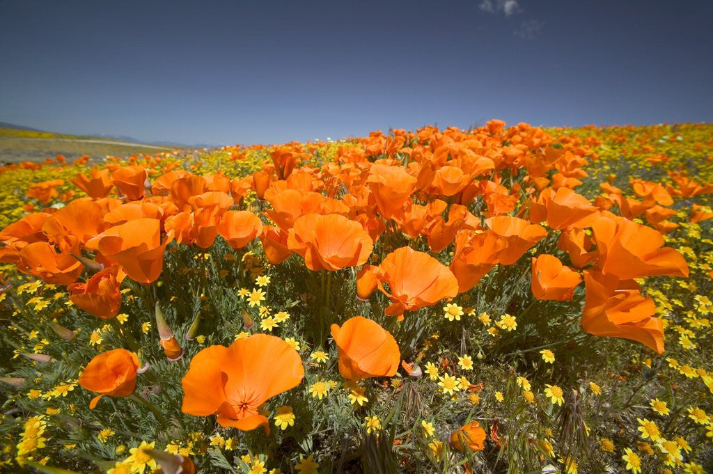 Detail of California Poppies by Anonymous