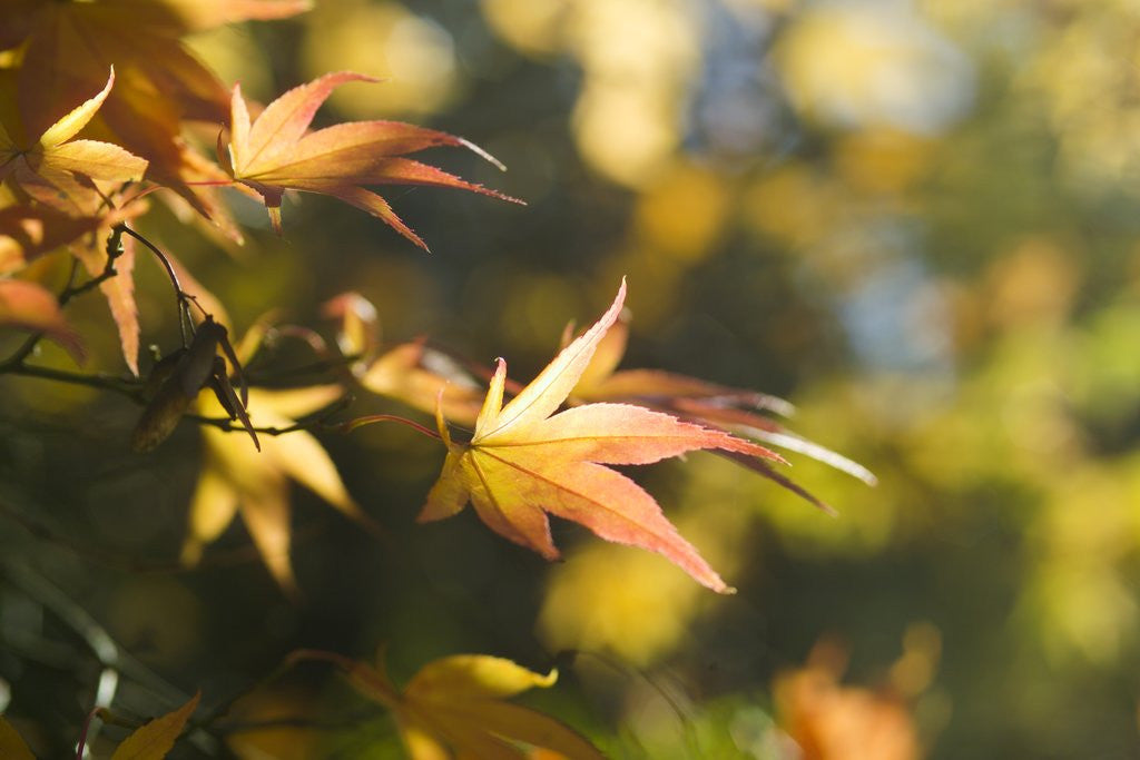 Detail of Japanese Maple Leaves in Autumn by Anonymous