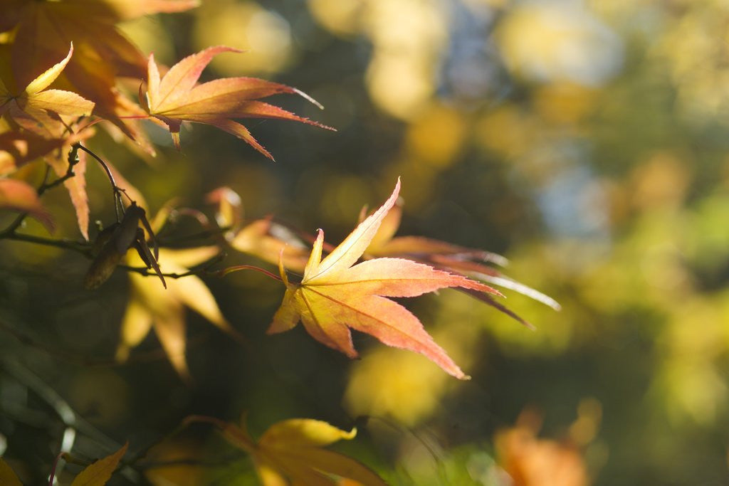 Detail of Japanese Maple Leaves in Autumn by Corbis