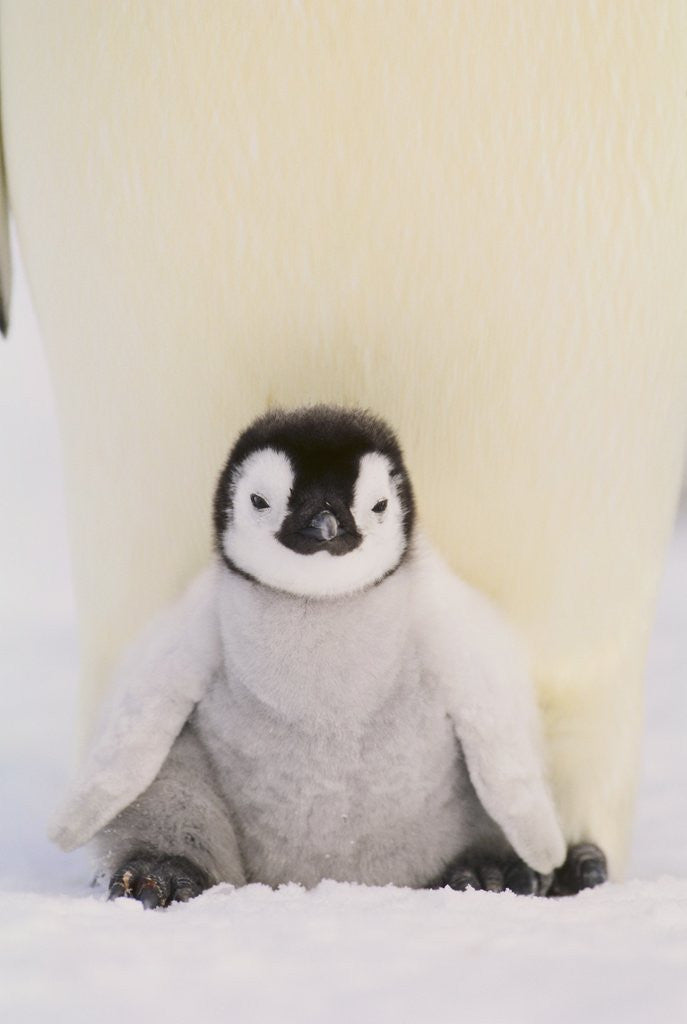 Detail of Emperor Penguin Protecting Offspring from the Cold by Anonymous