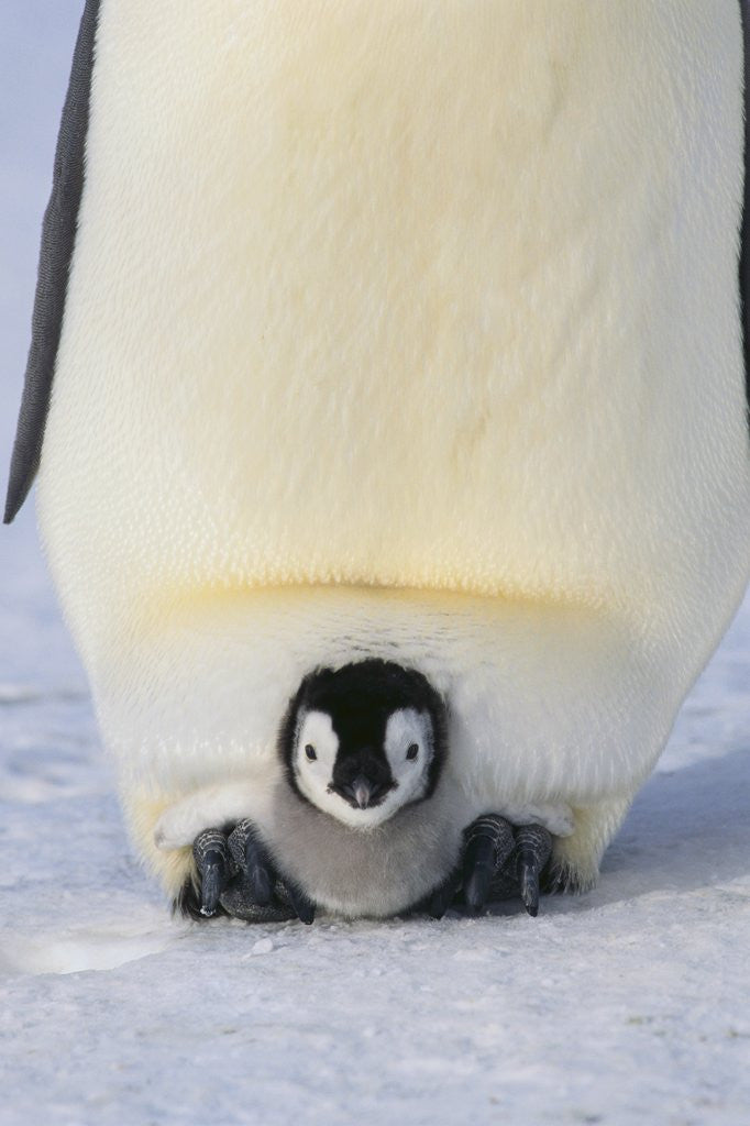 Detail of Emperor Penguin Protecting Offspring from the Cold by Corbis