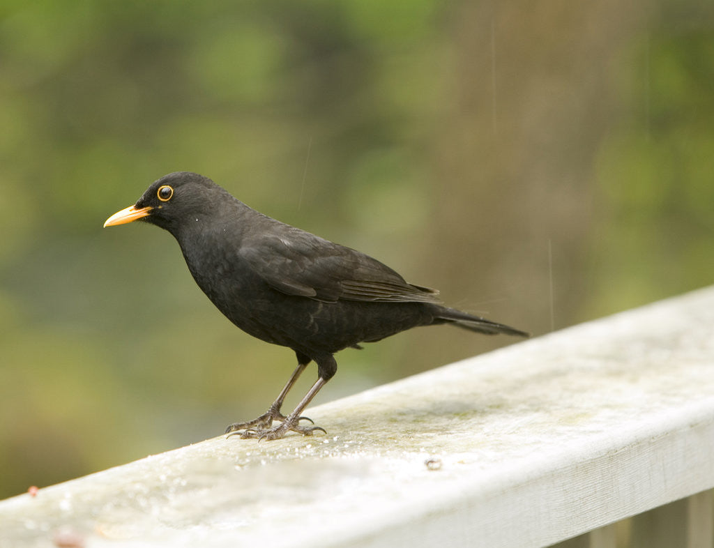 Detail of Male Blackbird Sitting on a Garden Rail in the Rain by Anonymous