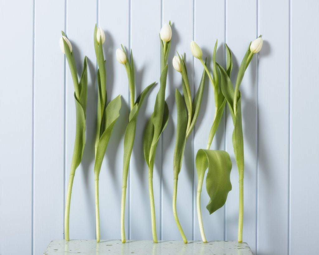Detail of White Tulips in a Row by Anonymous