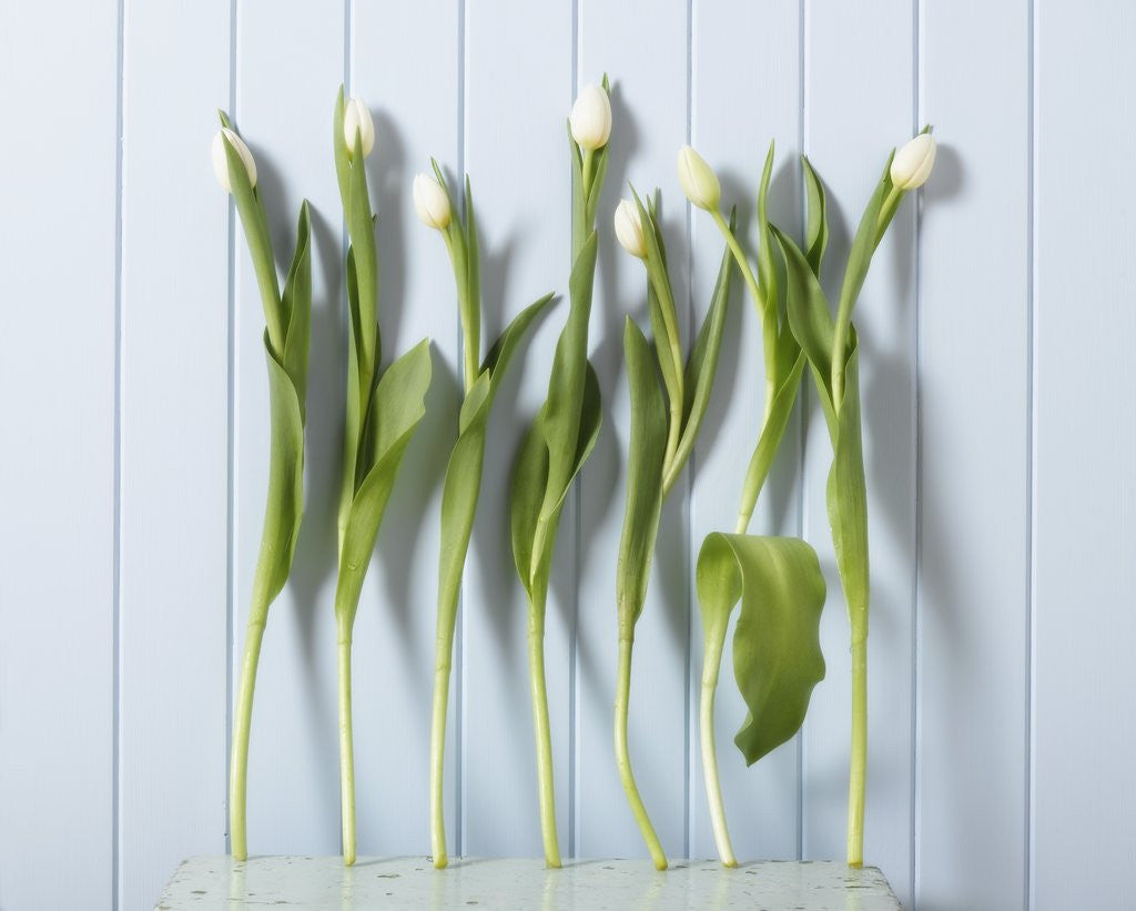 Detail of White Tulips in a Row by Corbis
