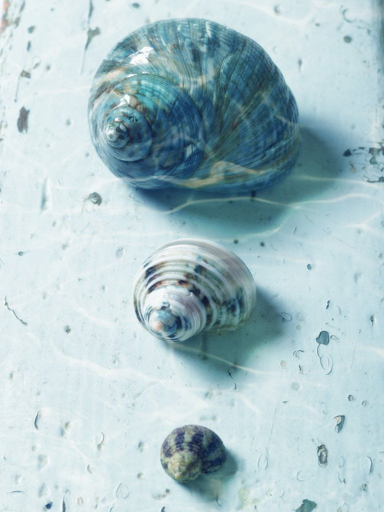 Detail of Three Seashells by Anonymous