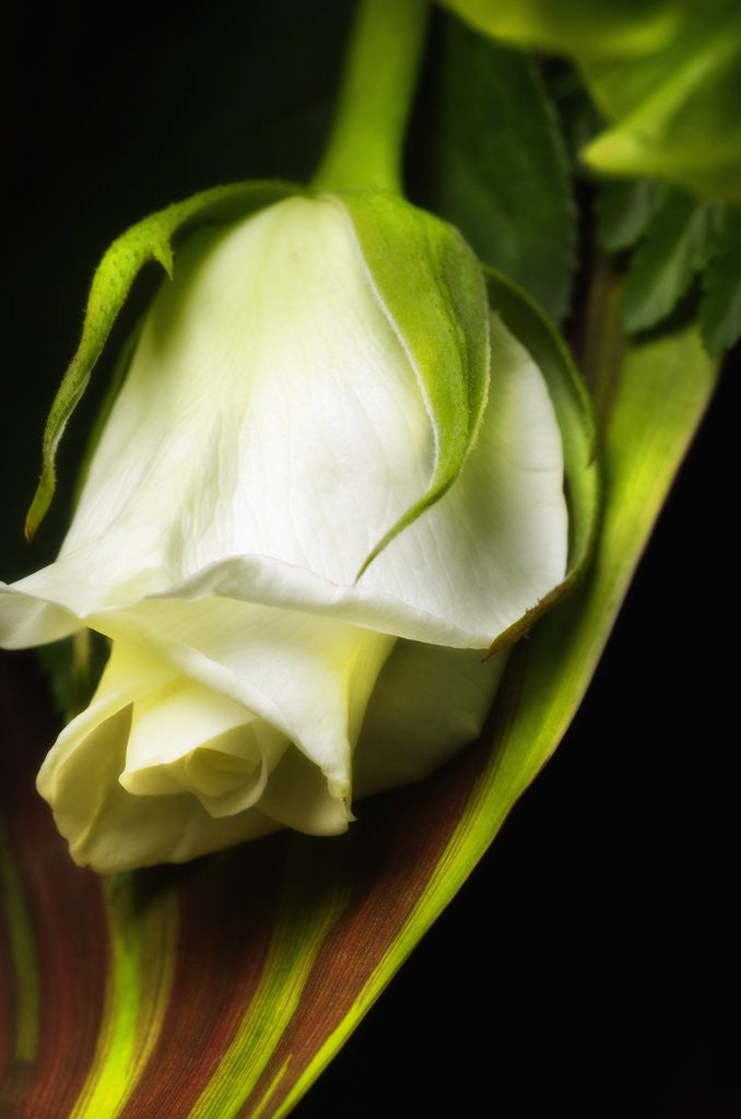 Detail of White Rose by Anonymous