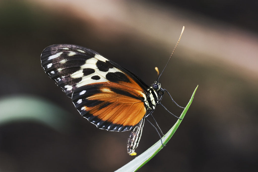 Detail of Hecales Longwing Butterfly Laying Egg by Anonymous