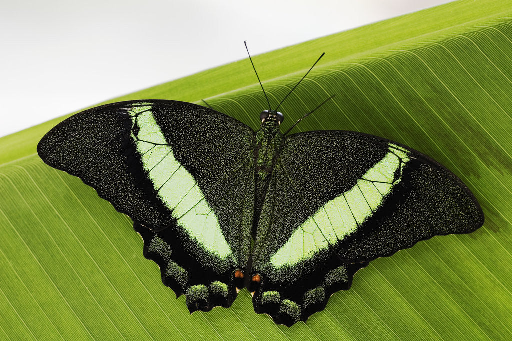 Detail of Green Banded Peacock Butterfly by Anonymous