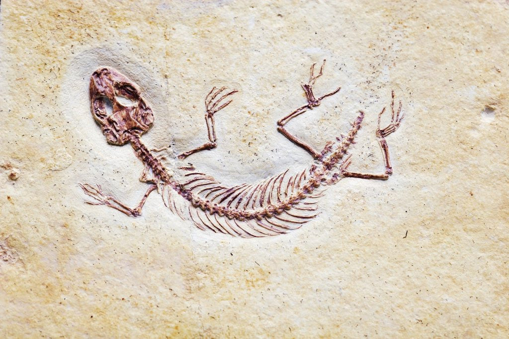 Detail of Lizard Fossil from Solnhofen Limestone Formation by Anonymous