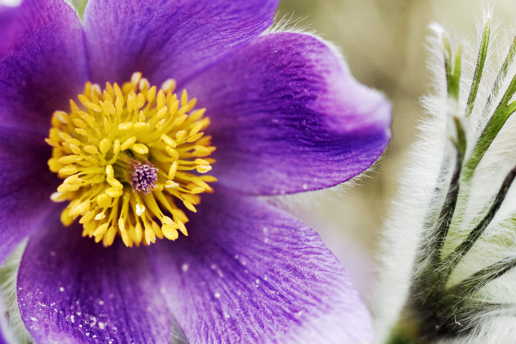 Detail of Pasqueflowers by Anonymous