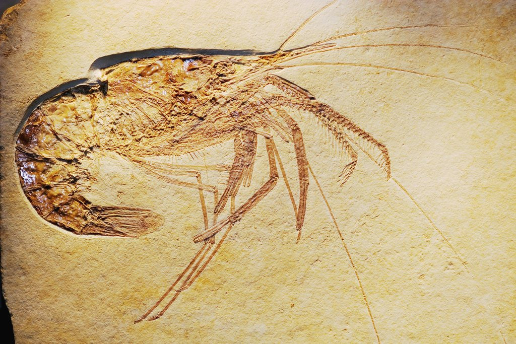Detail of Crustacean Fossil from Solnhofen Limestone Formation by Anonymous