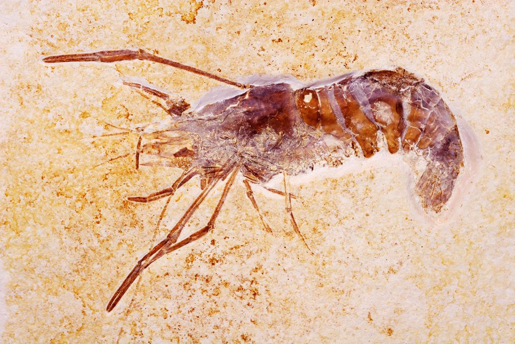 Detail of Crustacean Fossil from Solnhofen Limestone Formation by Anonymous