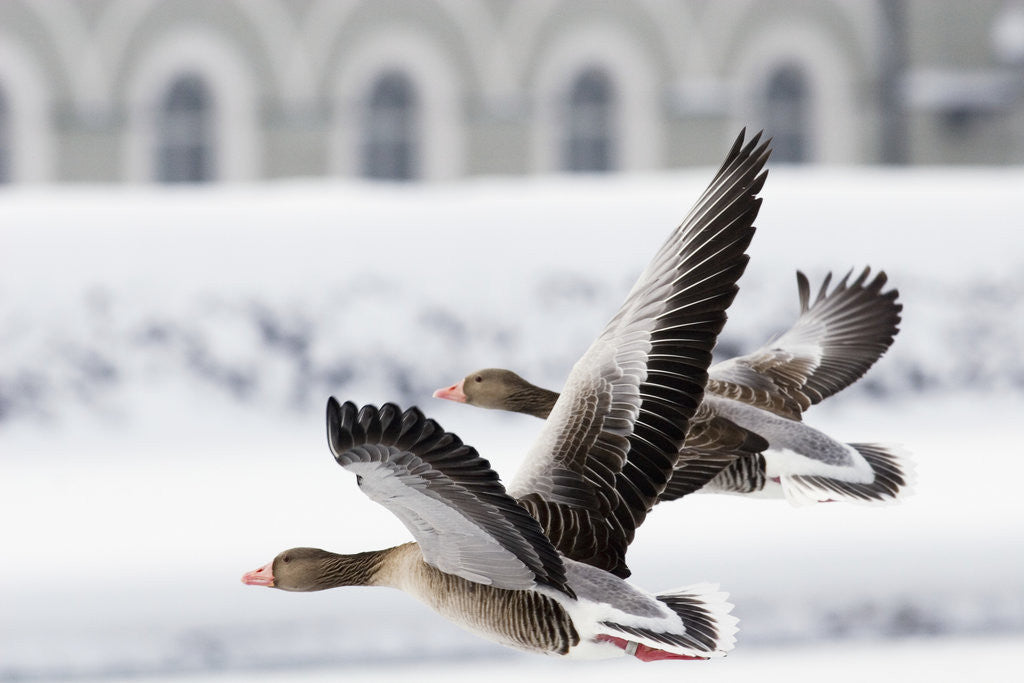 Detail of Greylag Geese in Flight by Anonymous