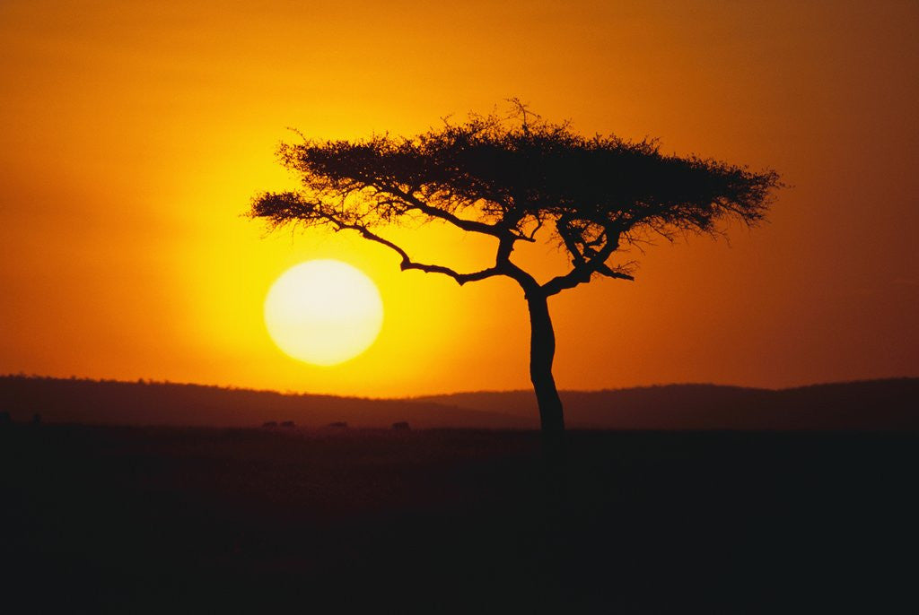 Detail of Sunset Behind a Tree by Anonymous