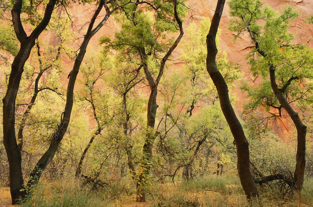 Detail of Cottonwood Trees by Anonymous